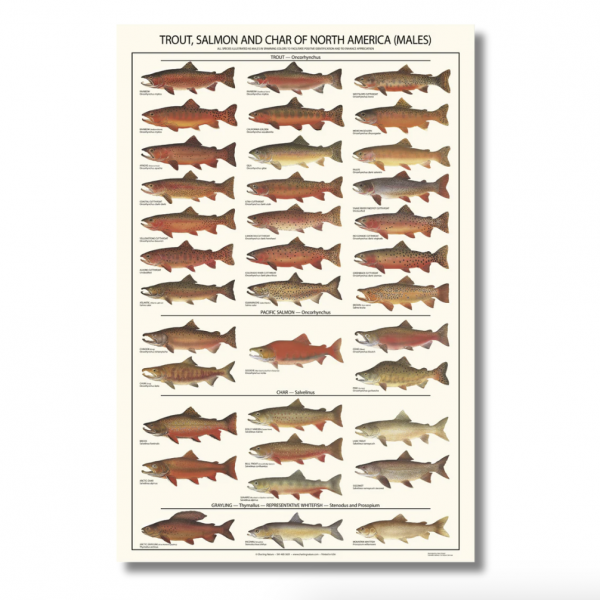 Poster Trucha, Salmon y Salvino - Macho - Imagen 2